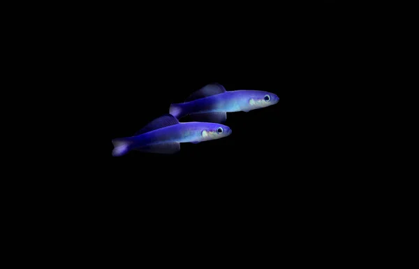 Scissortail Dartfish Ptereleotris Auktor — Stockfoto