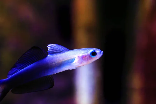 Scissortail Dartfish Ptereleotris Evides — Stock Fotó