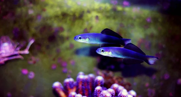 Scissortail Dartfish Ptereleotris Evides — Stock Fotó