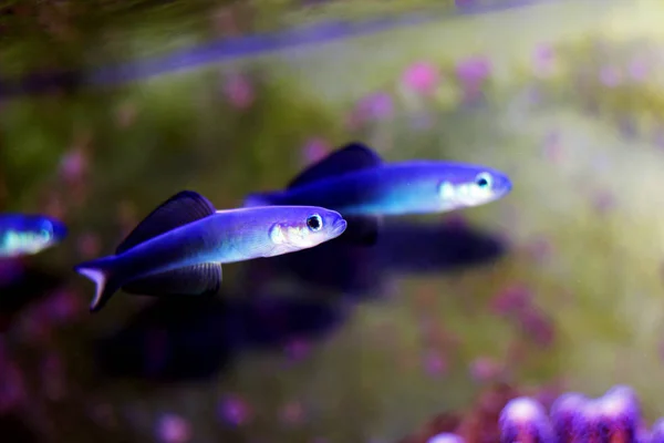 Scissortail Dartfish Ptereleotris Evides — Stock Fotó