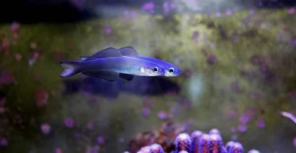 Scissortail Dartfish Ptereleotris Evides — Stock Photo, Image