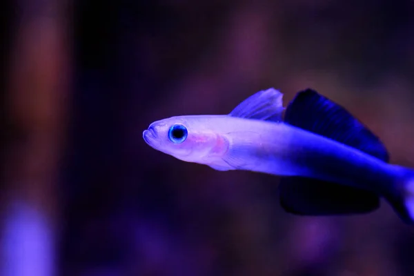 Scissortail Dartfish Ptereleotris Evides — Stock Photo, Image