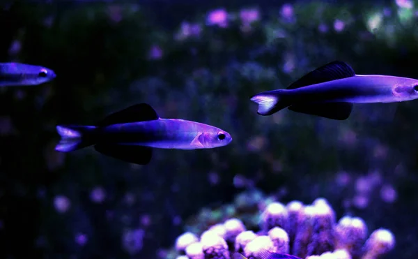 Tijera Dartfish Ptereleotris Evides — Foto de Stock