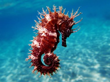 Mediterranean Seahorse - Hippocampus guttulatus clipart