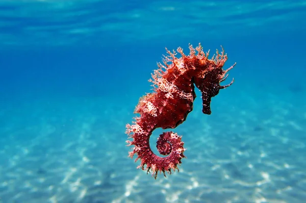 Cavalluccio Marino Mediterraneo Hippocampus Guttulatus — Foto Stock