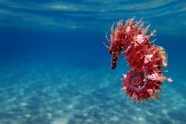 Caballo Mar Mediterráneo Hippocampus Guttulatus — Foto de Stock