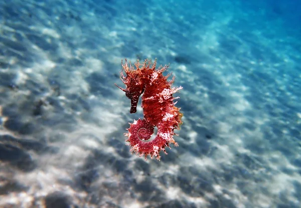 Mediterranean Seahorse Hippocampus Guttulatus — Stock Photo, Image