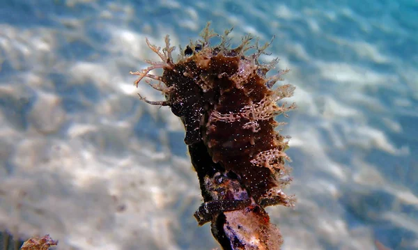 Mediterrane Seahorse Hippocampus Guttulatus — Stockfoto