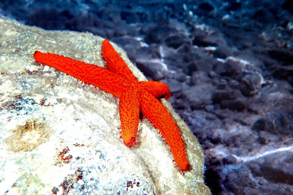 Echinaster Sepositus Estrela Mar Vermelho Mediterrâneo — Fotografia de Stock