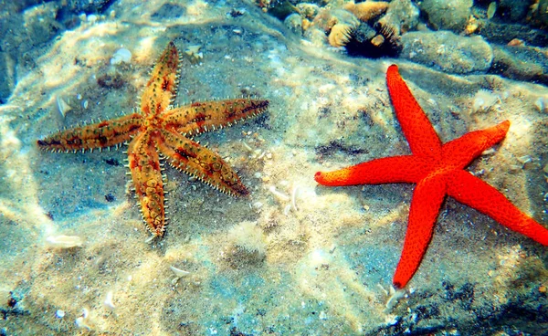 Ιτσινάστερ Αστέρι Της Κόκκινης Θάλασσας — Φωτογραφία Αρχείου