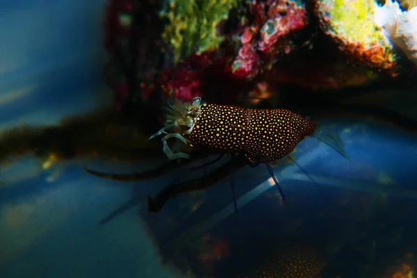 Camarones Bumblebee Manchados Gnathophyllum Elegans — Foto de Stock