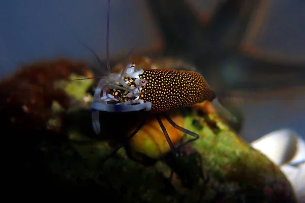 Foltos Poszméh Garnélarák Gnathophyllum Elegans — Stock Fotó