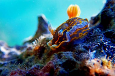 Regal Deniz Tanrıçası - Felimare picta