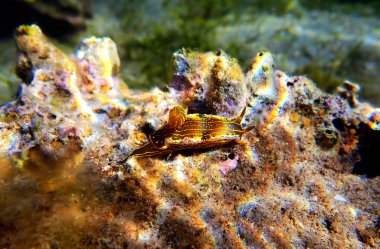 Regal Deniz Tanrıçası - Felimare picta