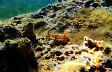 Regal Deniz Tanrıçası - Felimare picta