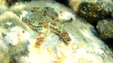Akdeniz kaya deniz yıldızı - Coscinasterias tenuispina