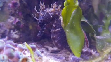 Akdeniz Seahorse in Reef Aquarium tank-Hippocampus guttulatus videosu