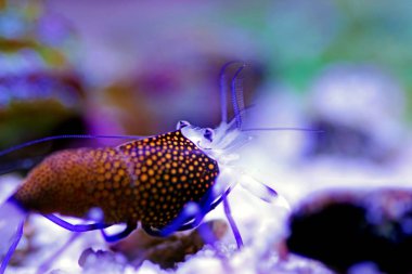 Benekli Bumblebee Karides - Gnathophyllum elegans