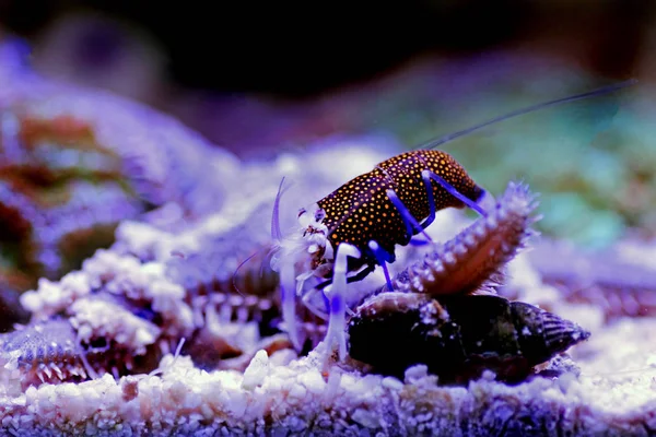 Crevettes Bourdons Tachetées Gnathophyllum Elegans — Photo