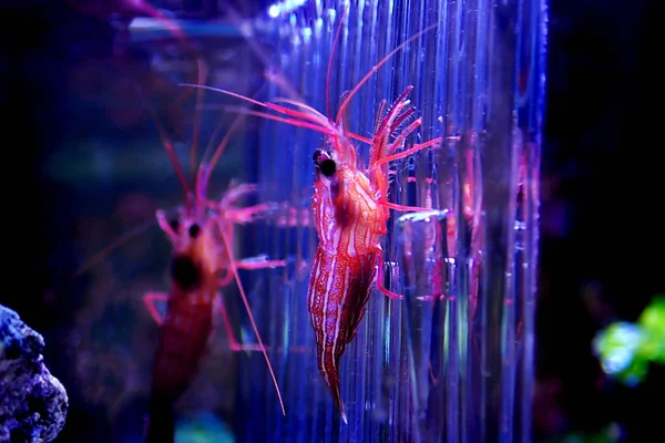 Monako Nane Karides - Lysmata seticaudata   