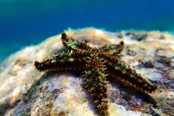 Estrella Del Mar Roca Mediterránea Coscinasterias Tenuispina — Foto de Stock