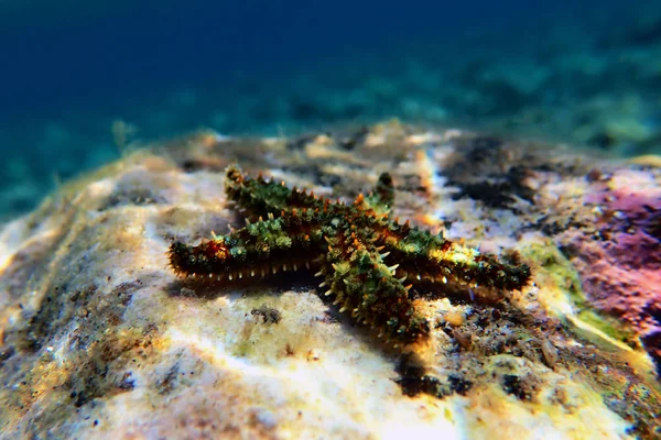 Estrela Mar Rock Mediterrânico Coscinasterias Tenuispina — Fotografia de Stock