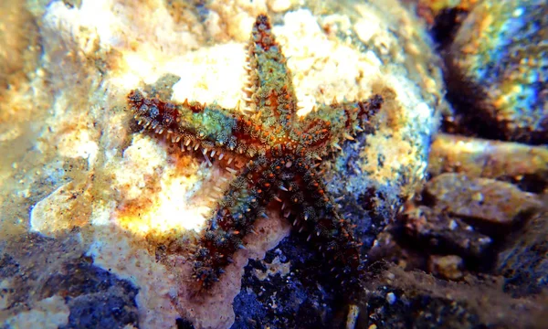 Estrela Mar Rock Mediterrânico Coscinasterias Tenuispina — Fotografia de Stock