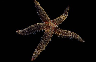 Akdeniz kaya deniz yıldızı - Coscinasterias tenuispina