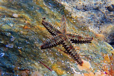 Akdeniz kaya deniz yıldızı - Coscinasterias tenuispina