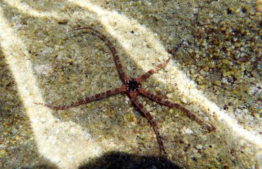Pürüzsüz Kırılgan Yıldız - Ophioderma longicauda