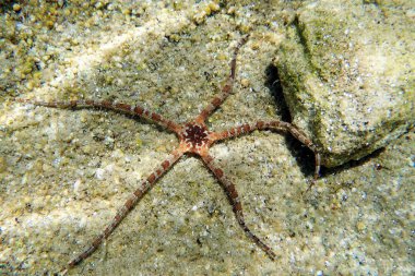 Pürüzsüz Kırılgan Yıldız - Ophioderma longicauda