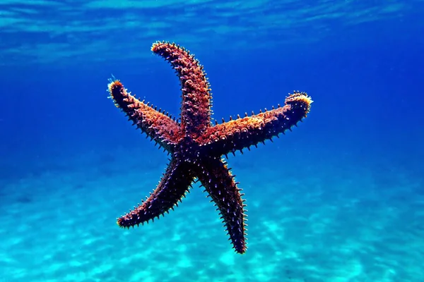 Mediterranean Rock Sea Star Coscinasterias Tenuispina — Stockfoto