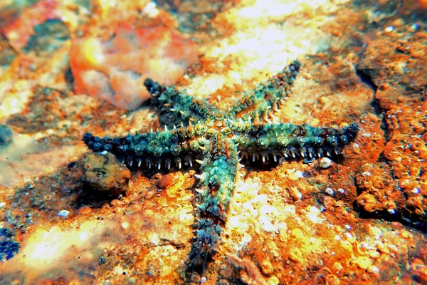 Středomořská Skalní Mořská Hvězda Coscinasterias Tenuispina — Stock fotografie