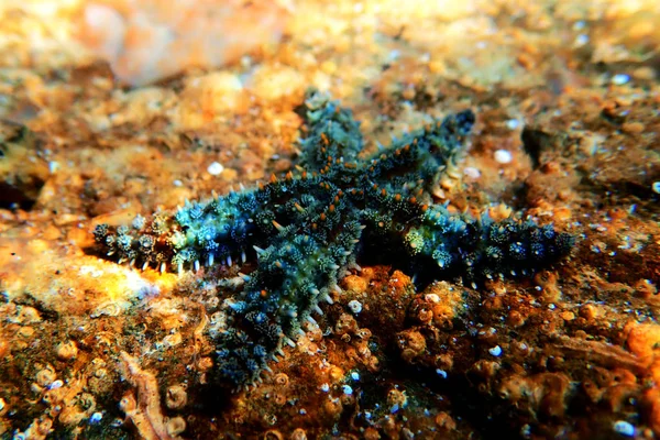 Estrela Mar Rock Mediterrânico Coscinasterias Tenuispina — Fotografia de Stock