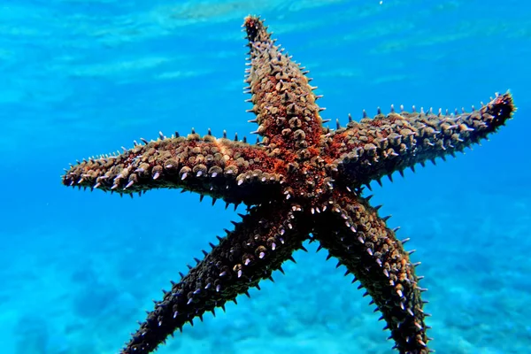 Estrella Del Mar Roca Mediterránea Coscinasterias Tenuispina — Foto de Stock