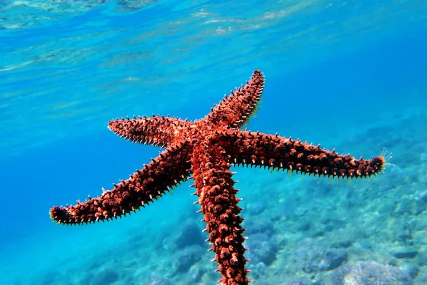 Medelhavet Rock Sea Star Coscinasterias Tenuispina — Stockfoto