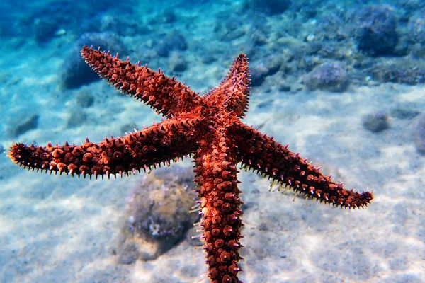 Estrela Mar Rock Mediterrânico Coscinasterias Tenuispina — Fotografia de Stock