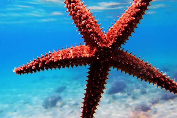 Mediterranean rock sea star - Coscinasterias tenuispina