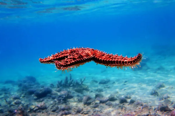 Mediterranean Rock Sea Star Coscinasterias Tenuispina — Stockfoto