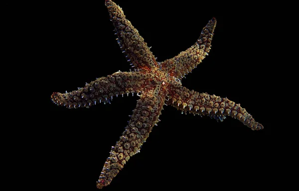 Śródziemnomorski Rock Morski Star Coscinasterias Tenuispina — Zdjęcie stockowe