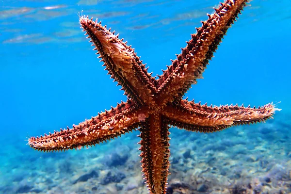 Mediterranean rock sea star - Coscinasterias tenuispina
