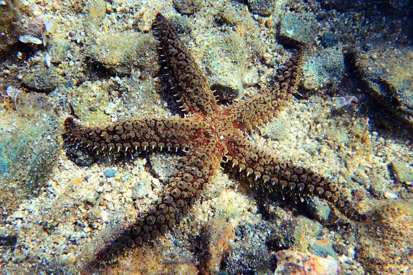 Akdeniz Kaya Deniz Yıldızı Coscinasterias Tenuispina — Stok fotoğraf