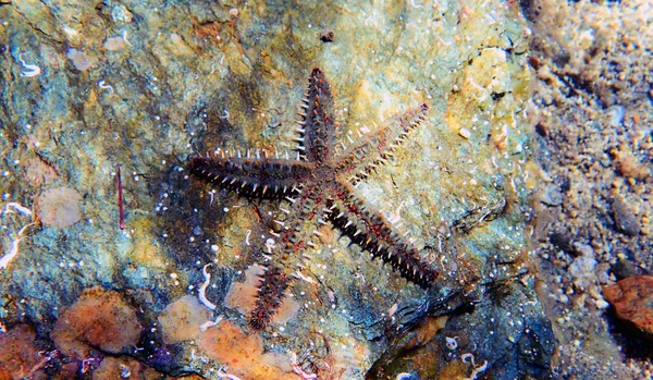 Mediterranean Rock Sea Star Coscinasterias Tenuispina — Stock Photo, Image