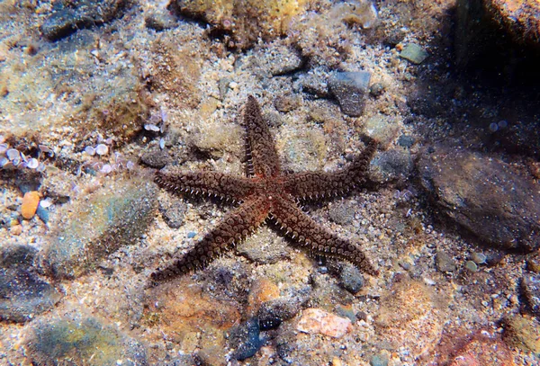 Mediterraner Felsenstern Coscinasterias Tenuispina — Stockfoto