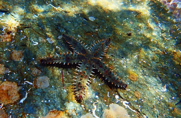 Mediterrán Rock Tengeri Csillag Coscinasterias Tenuisszirák — Stock Fotó