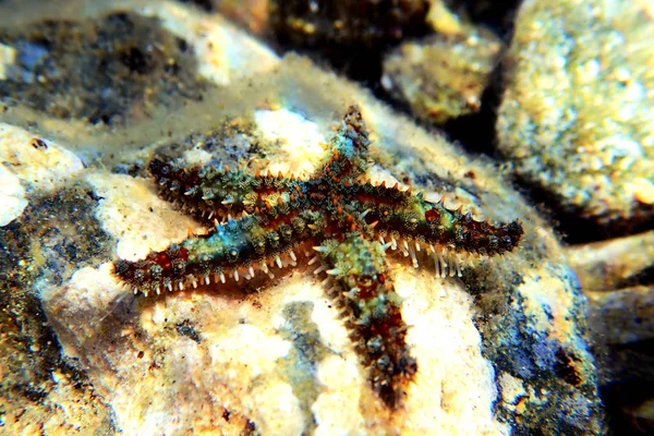 Estrella Del Mar Roca Mediterránea Coscinasterias Tenuispina — Foto de Stock