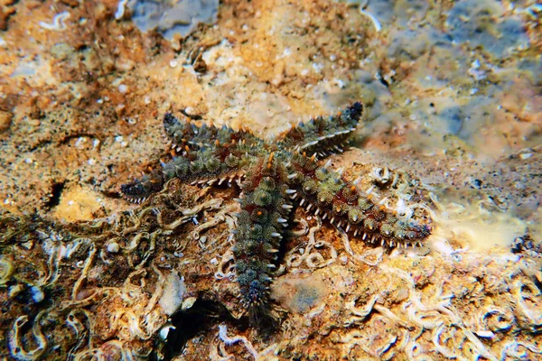Akdeniz Kaya Deniz Yıldızı Coscinasterias Tenuispina — Stok fotoğraf