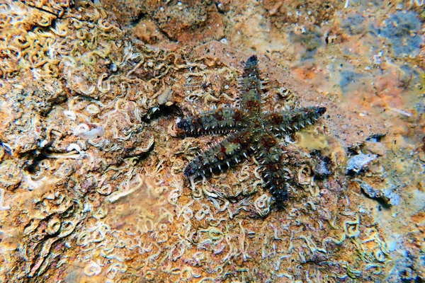 Bintang Laut Batu Mediterania Coscinasterias Tenuispina — Stok Foto