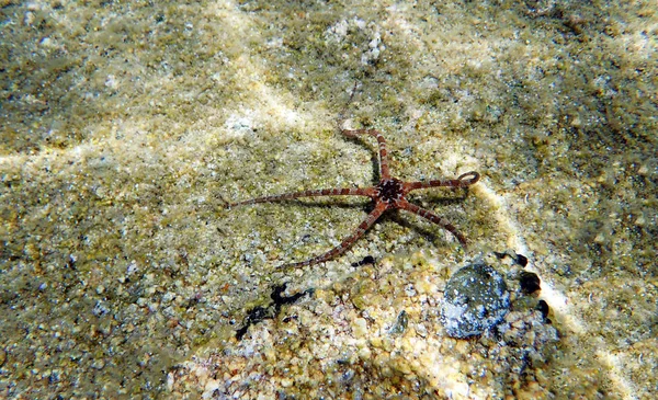 Sima Brittle Star Ophioderma Longicauda — Stock Fotó