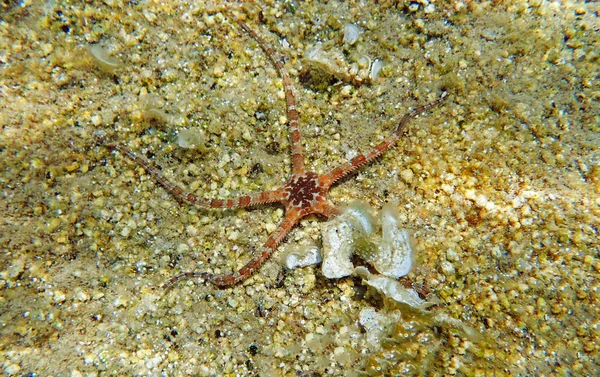 Sima Brittle Star Ophioderma Longicauda — Stock Fotó